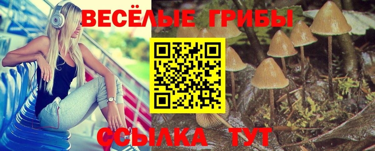 Галлюциногенные грибы Psilocybine cubensis Железногорск