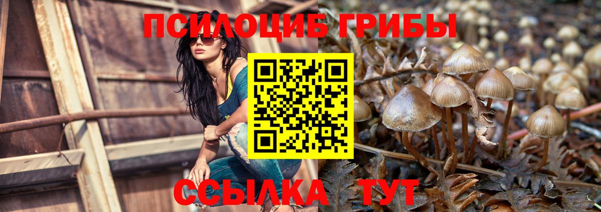 продажа наркотиков  Галлюциногенные грибы MAGIC MUSHROOMS  Железногорск  Вход с VPN  Галлюциногенные грибы GOLDEN TEACHER 